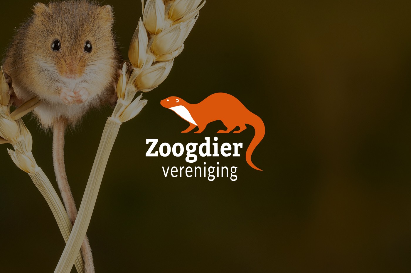 Dwergspitsmuis op een tarwehalm en het logo van de Zoogdiervereniging